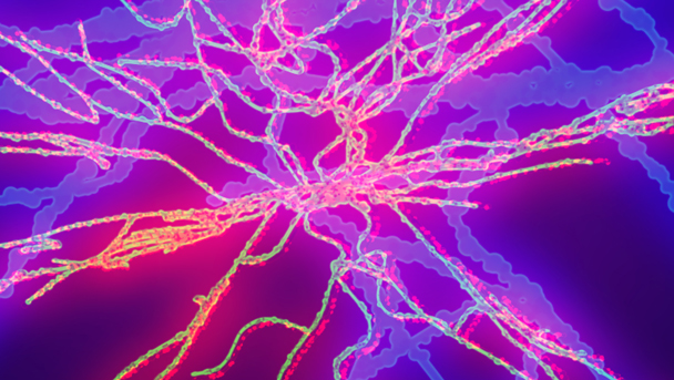 Neon pink and blue light illumination of complex tubular threads of fungus or fungus-like bacterial cells that spread underground.